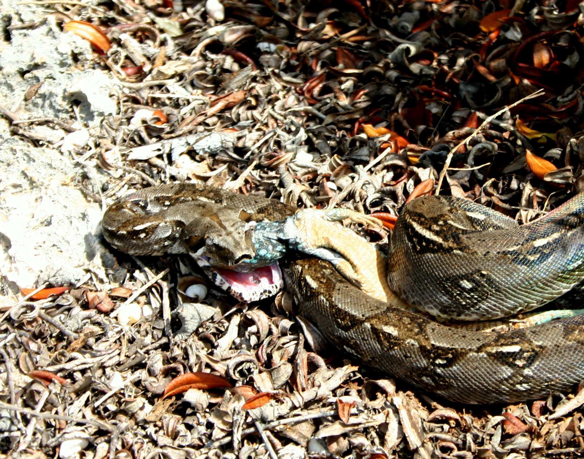 Boa with Cnemidophorus